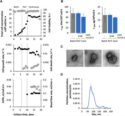 Intensifying Continuous Production of Gag-HA VLPs at High Cell Density Using Stable Insect Cells Adapted to Low Culture Temperature